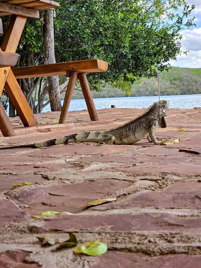 Fauna silvestre no Castanho